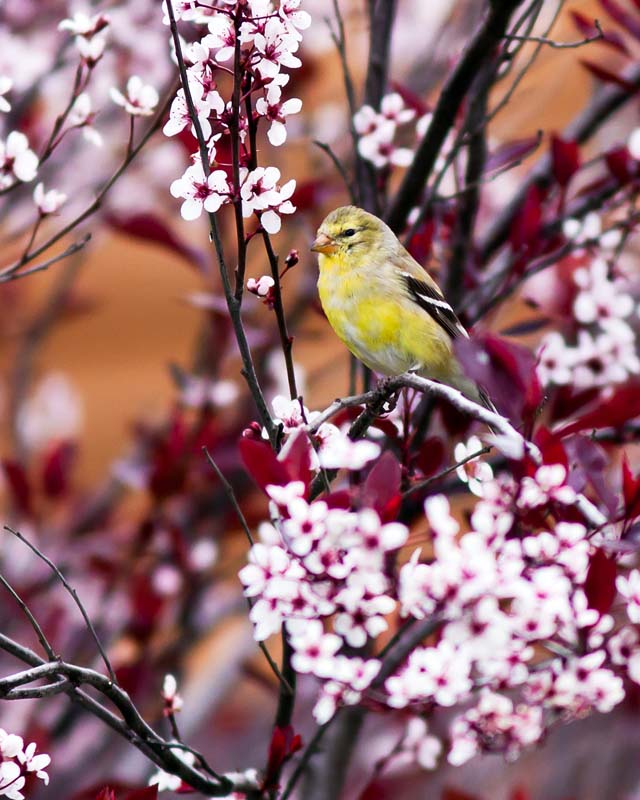 American Goldfinch