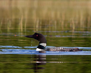 Loon3