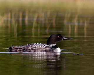 Loon2