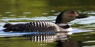 Loon Pano