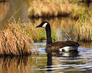 Canada Goose