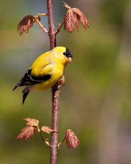 Goldfinch 2