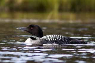 Loon