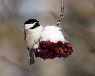 Black-capped Chickadee 1